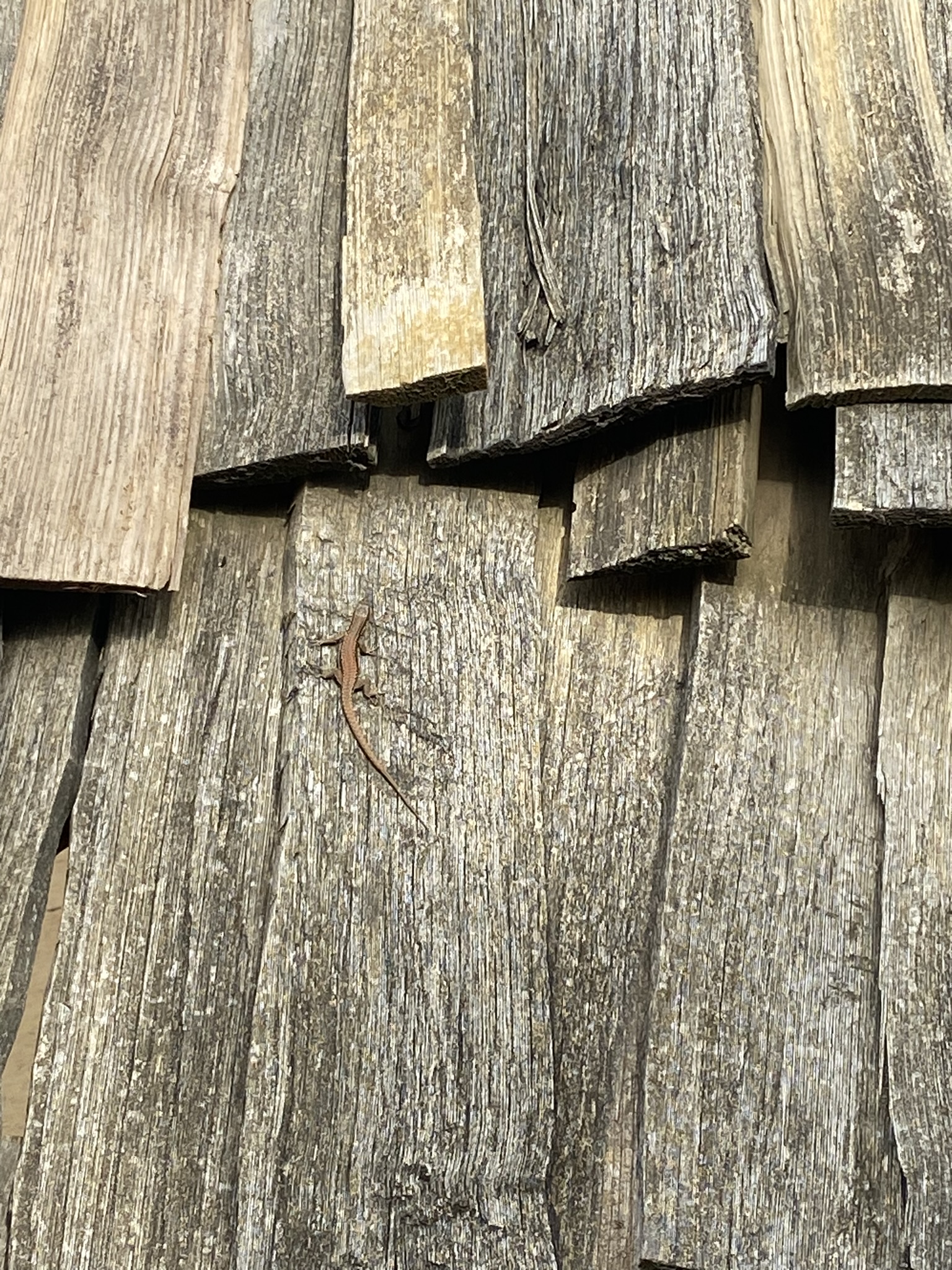 Lézard au soleil